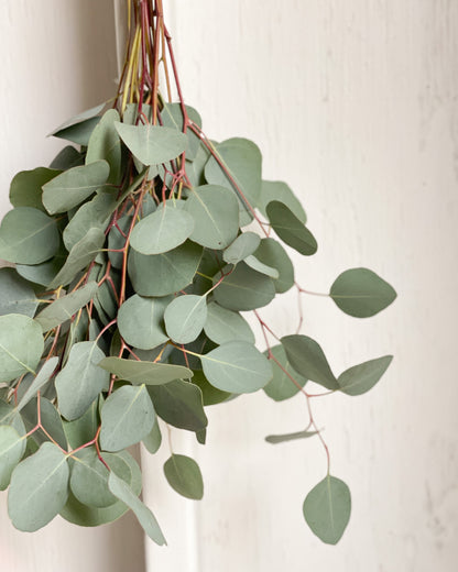 EUCALYPTUS