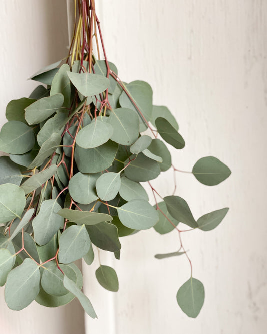EUCALYPTUS