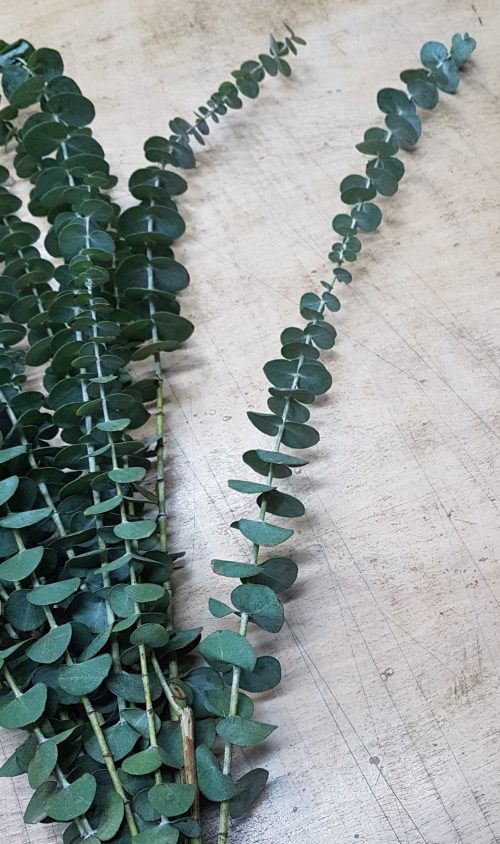 EUCALYPTUS