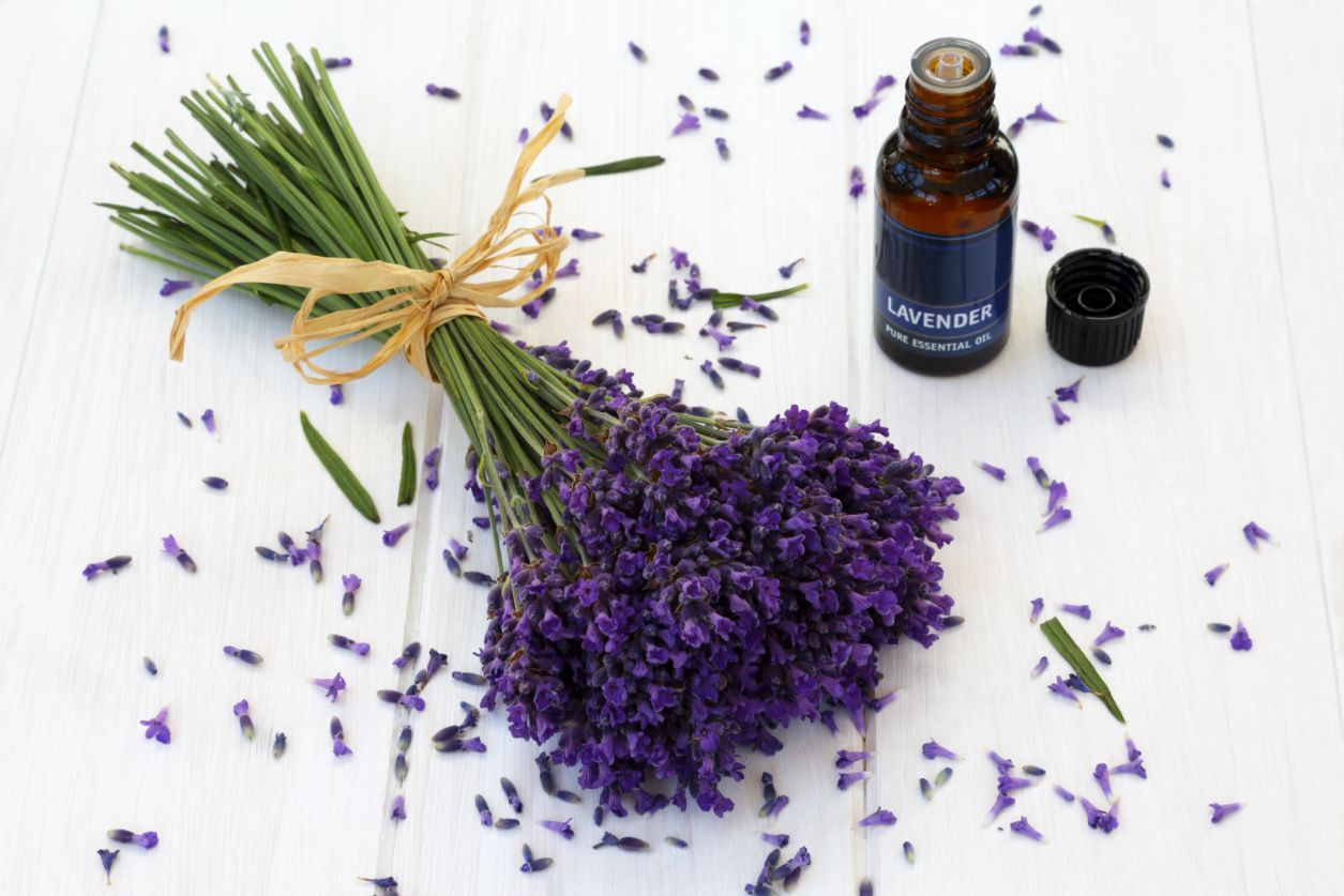LAVENDAR