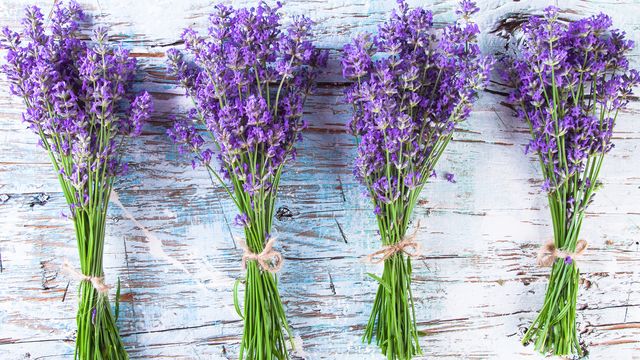 LAVENDAR