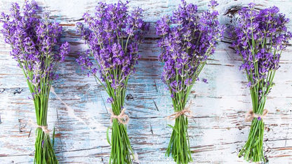 LAVENDAR