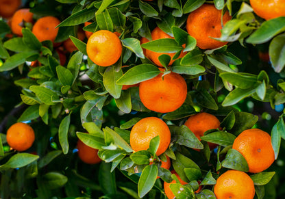 MANDARIN